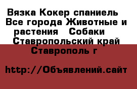Вязка Кокер спаниель - Все города Животные и растения » Собаки   . Ставропольский край,Ставрополь г.